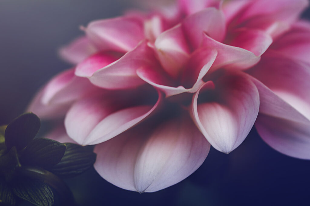 Enchanting Macro Close-Up of Pink Flower with Delicate Petals Wallpaper