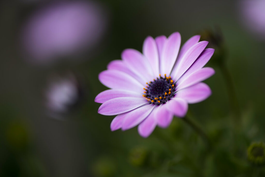 Stunning Macro Flower Wallpaper: Pink Petals & Soft Green Background