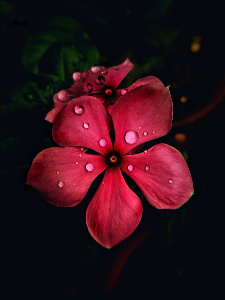 Stunning Pink Flower Macro Wallpaper with Water Droplets on Dark BG