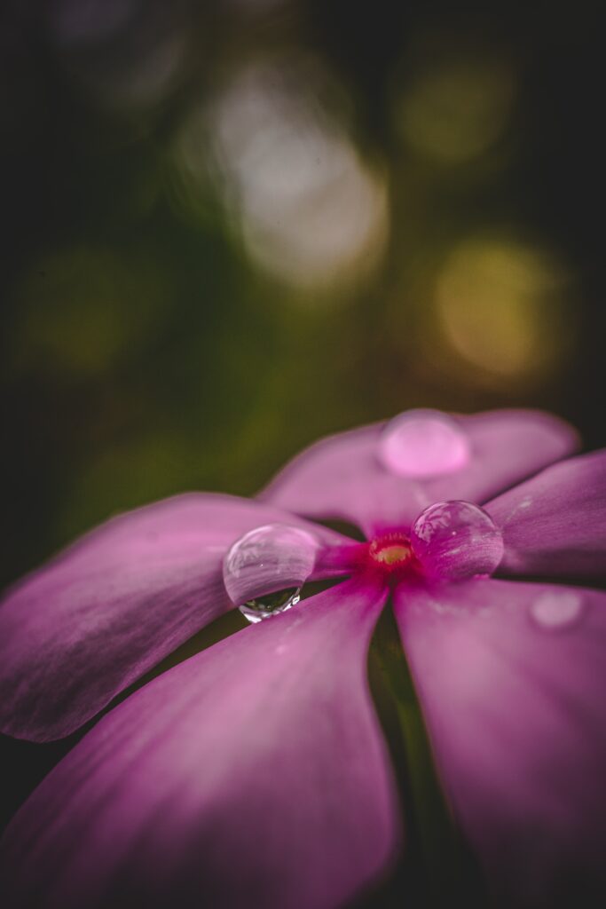 Macro Pink Flower with Water Droplets Against Blurred Background Wallpaper