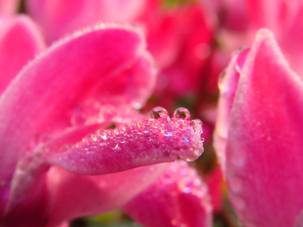 Macro Shot of Pink Flower Petals with Water Droplets - Wallpaper