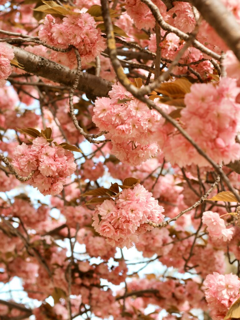Romantic Pink Flower Tree Wallpaper - Vibrant Blooming Background