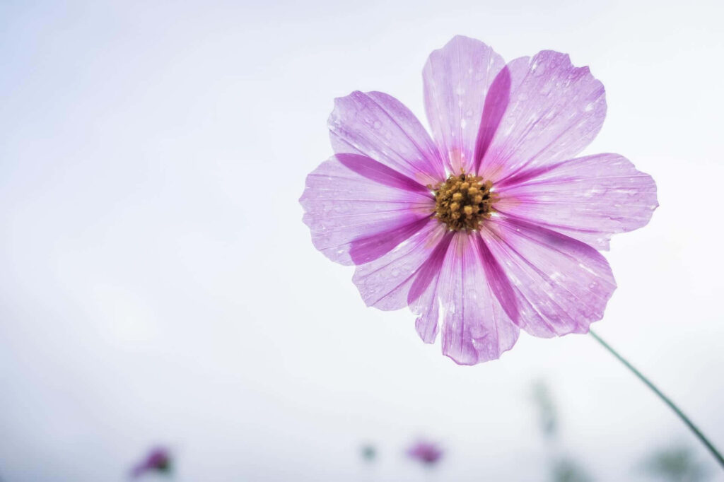 Delicate Pink Flower Wallpaper with Soft Blurred Background