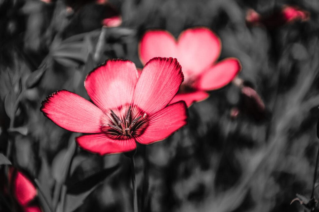 Stunning Pink Flower Wallpaper on Dark Background