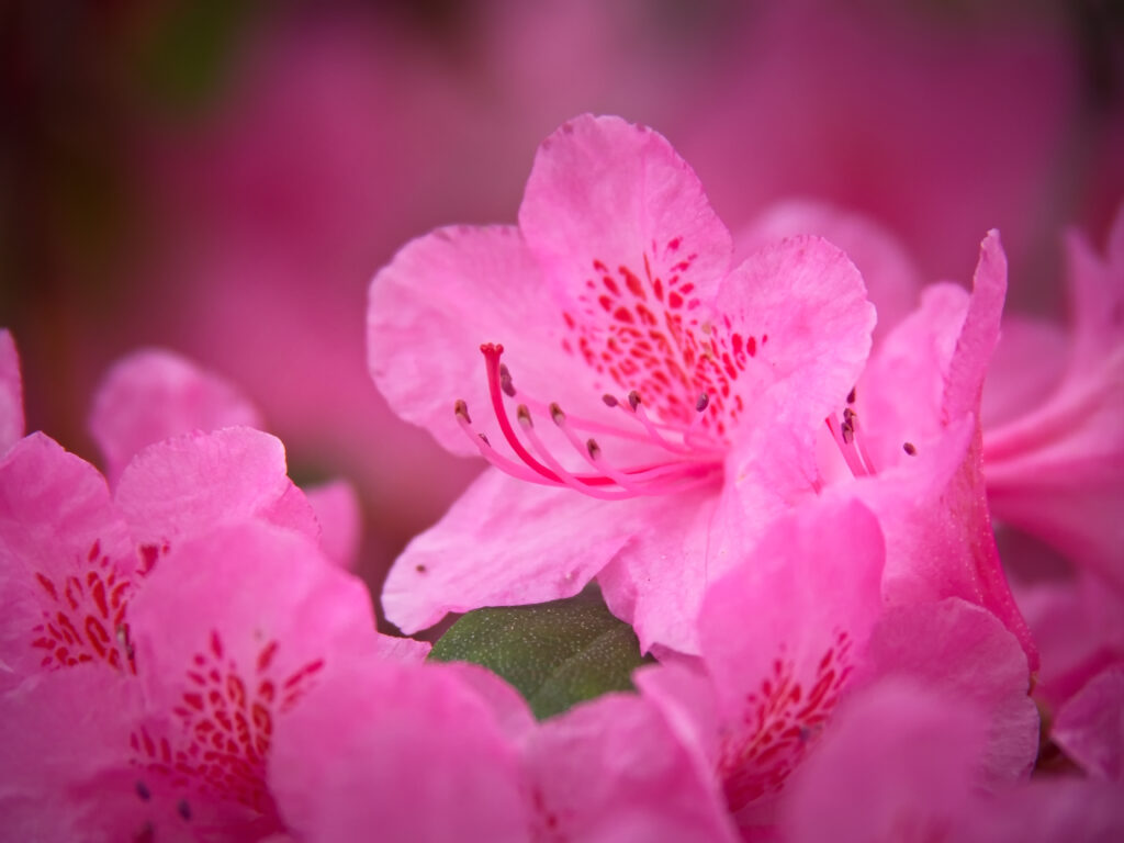 Stunning Macro Wallpaper of Delicate Pink Flower Petals & Texture
