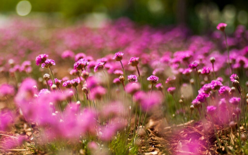 Delicate Pink Flower Wallpaper: Macro View with Soft Bokeh Effect