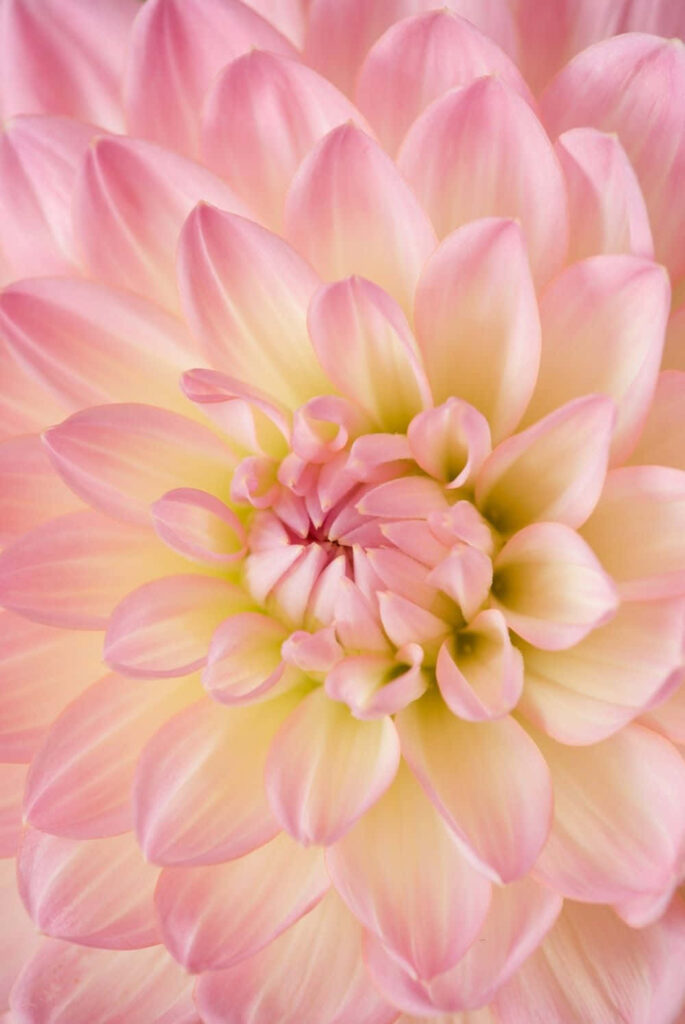 Close-Up Pink Flower Wallpaper: Serene Natural Pattern Background