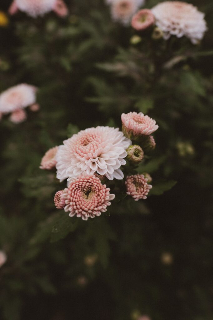 Stunning Pink Flowers Blooming on Dark Background - Floral Wallpaper