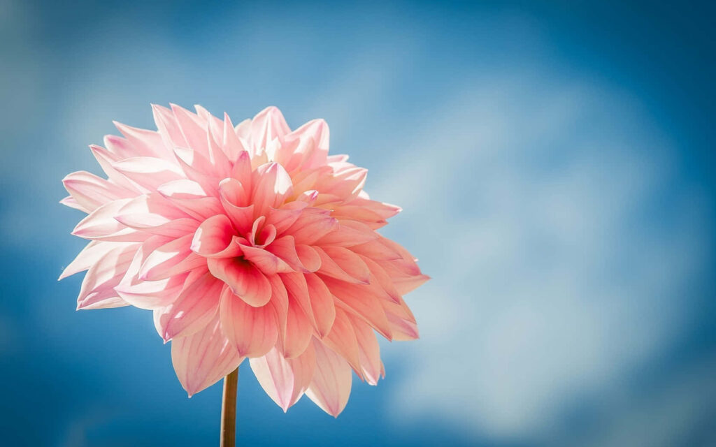 Stunning Pink Flower Wallpaper Against Blue Sky - Soft Petal Background