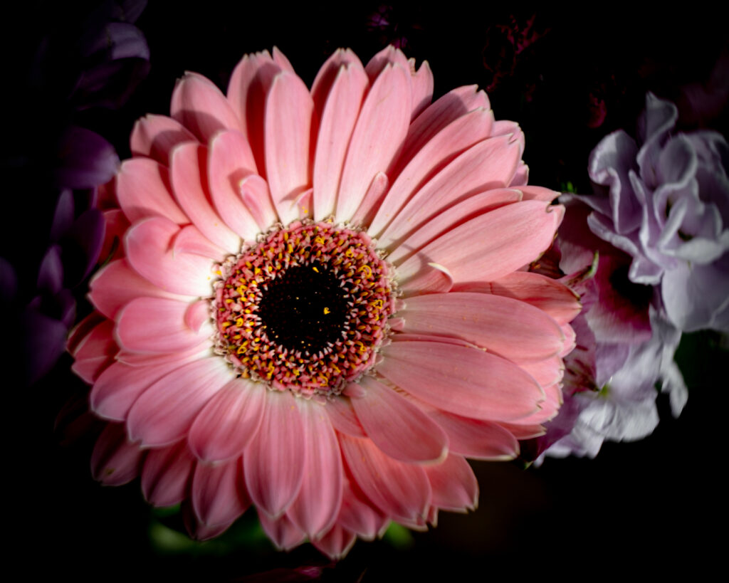 Vibrant Pink Gerbera Flower Macro Wallpaper - Nature's Beauty