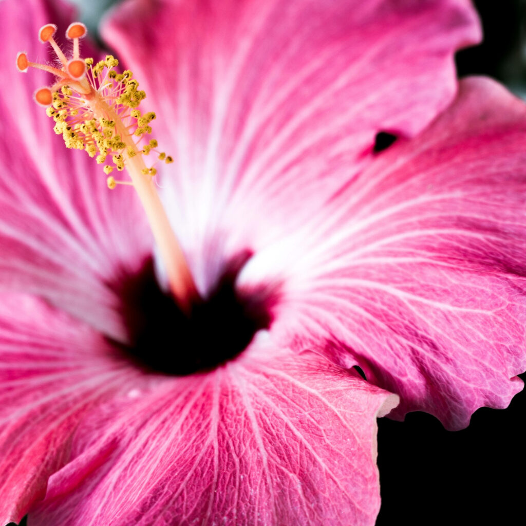 Stunning Pink Hibiscus Close-Up: Nature-Inspired Wallpaper Background