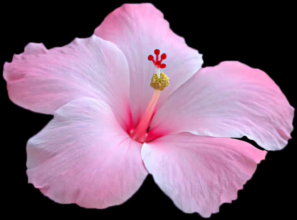Delicate Pink Hibiscus Flower on Black Background - Striking Contrast Wallpaper