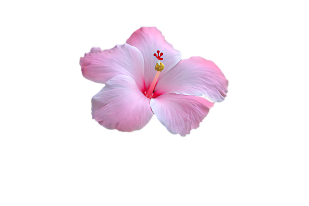 Stunning Pink Hibiscus Flower Wallpaper on Black Background