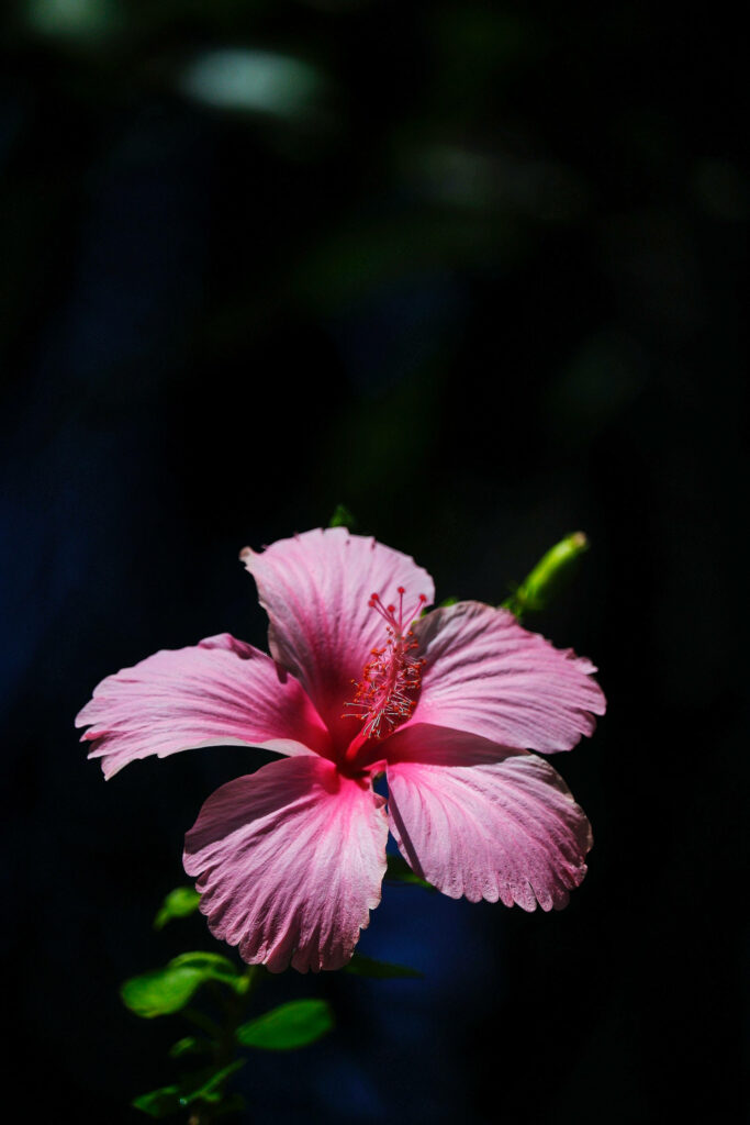 Stunning Pink Hibiscus Wallpaper for Android - Dark Background