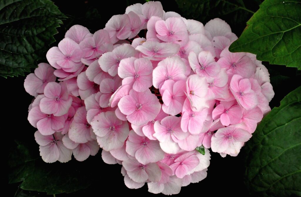 Vibrant Pink Hydrangea Close-Up Against Lush Green Background Wallpaper