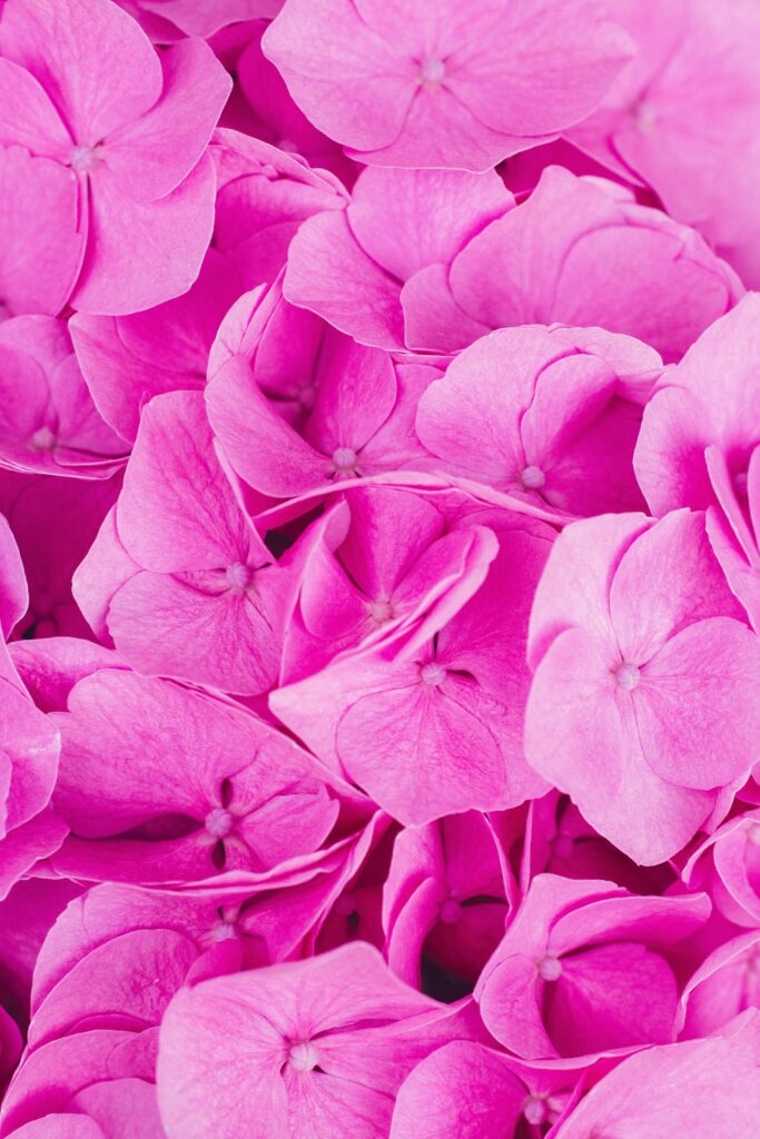 Stunning Close-Up Pink Hydrangeas: Serene Floral Wallpaper