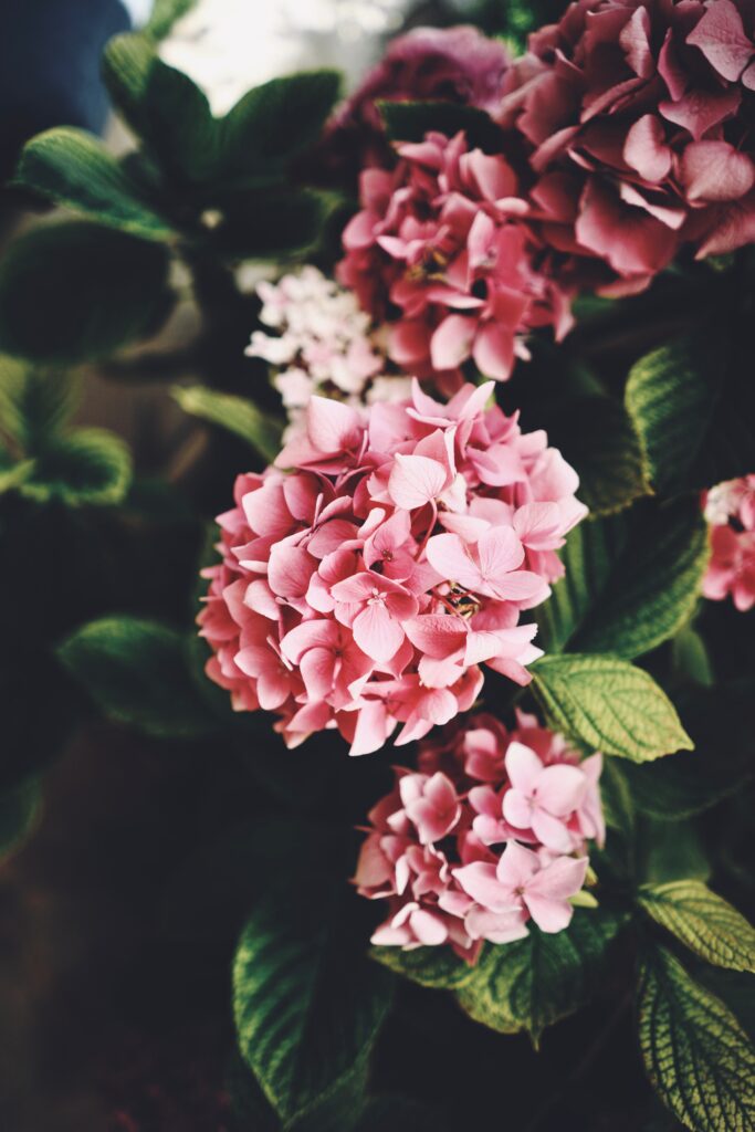 Elegant Pink Hydrangeas Wallpaper: Vibrant Floral Background Image
