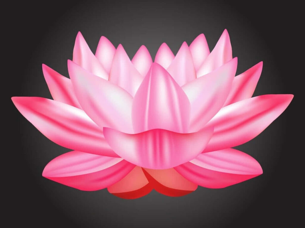 Stunning Pink Lotus Flower Abstract Wallpaper Background