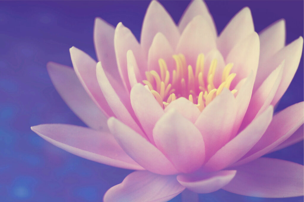 Blossomed Lotus Flower Wallpaper: Pink Petals & Blue Background