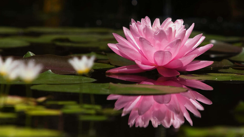 Stunning Pink Lotus Flower Wallpaper: Serene Pond Reflection