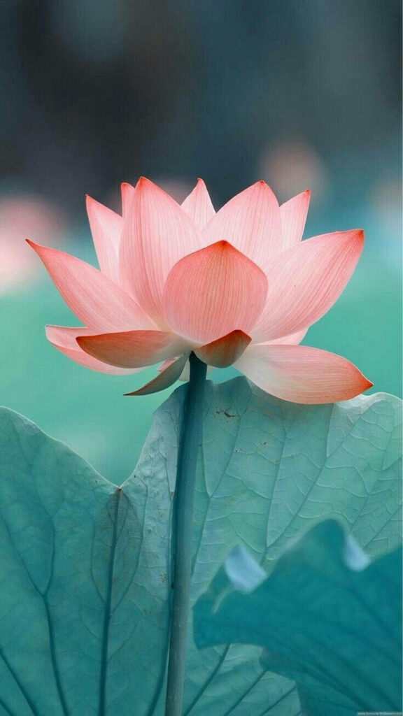 Serene Pink Lotus Flower Wallpaper on Soft Turquoise Background