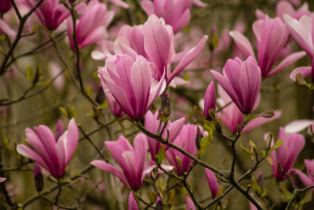 Elegant Pink Magnolia Flowers Wallpaper: Serene Natural Background