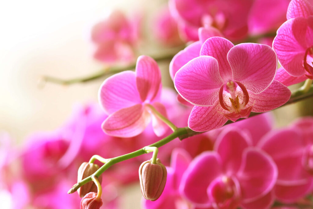 Blooming Pink Orchid Wallpaper: Vibrant Floral Elegance Background