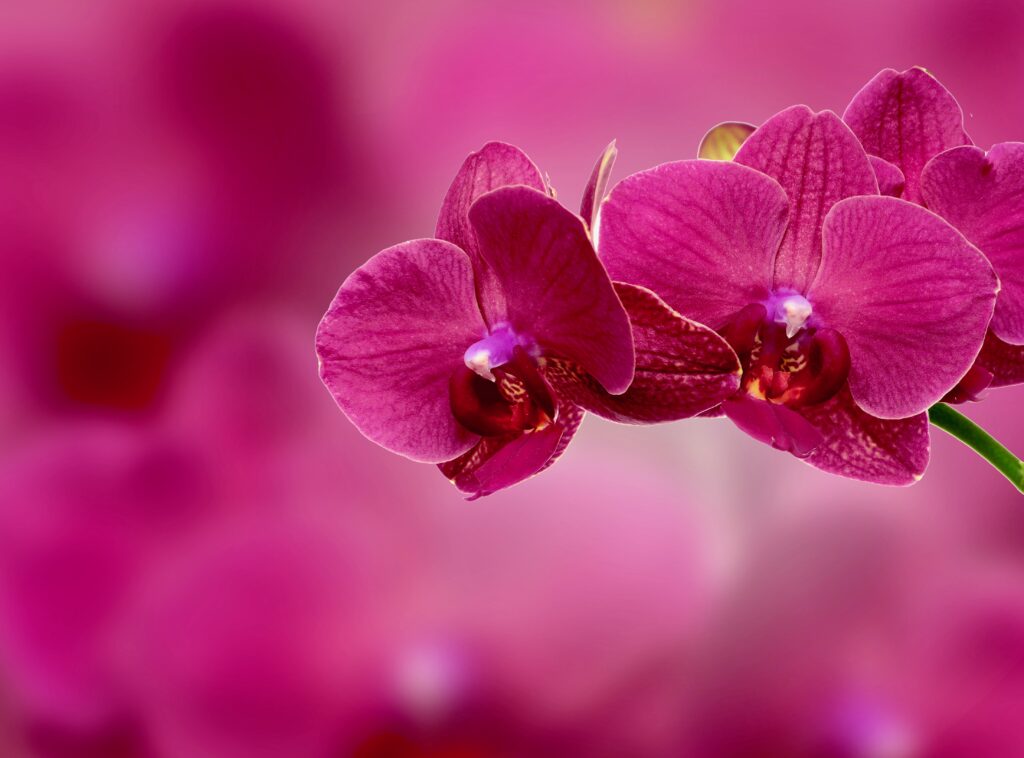 Stunning Pink Orchid Wallpaper: Vivid Blooms on Rich Blurred Background