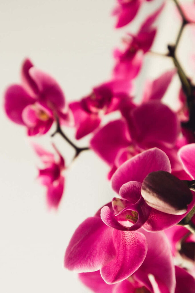 Vibrant Pink Orchids Close-Up - Floral Phone Background Wallpaper