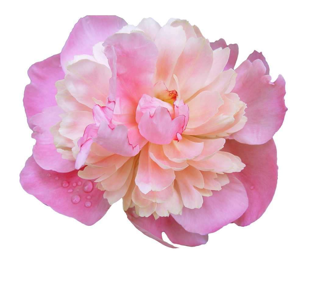 Elegant Pink Peony in Full Bloom against Vibrant Green Background Wallpaper