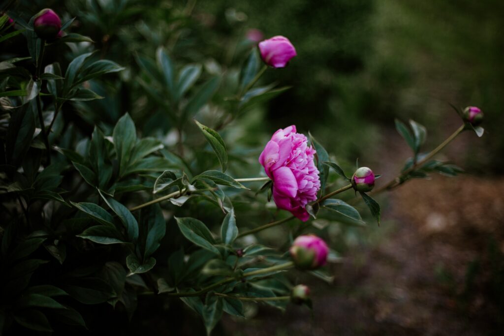 Vibrant Pink Peony Wallpaper with Lush Green Background