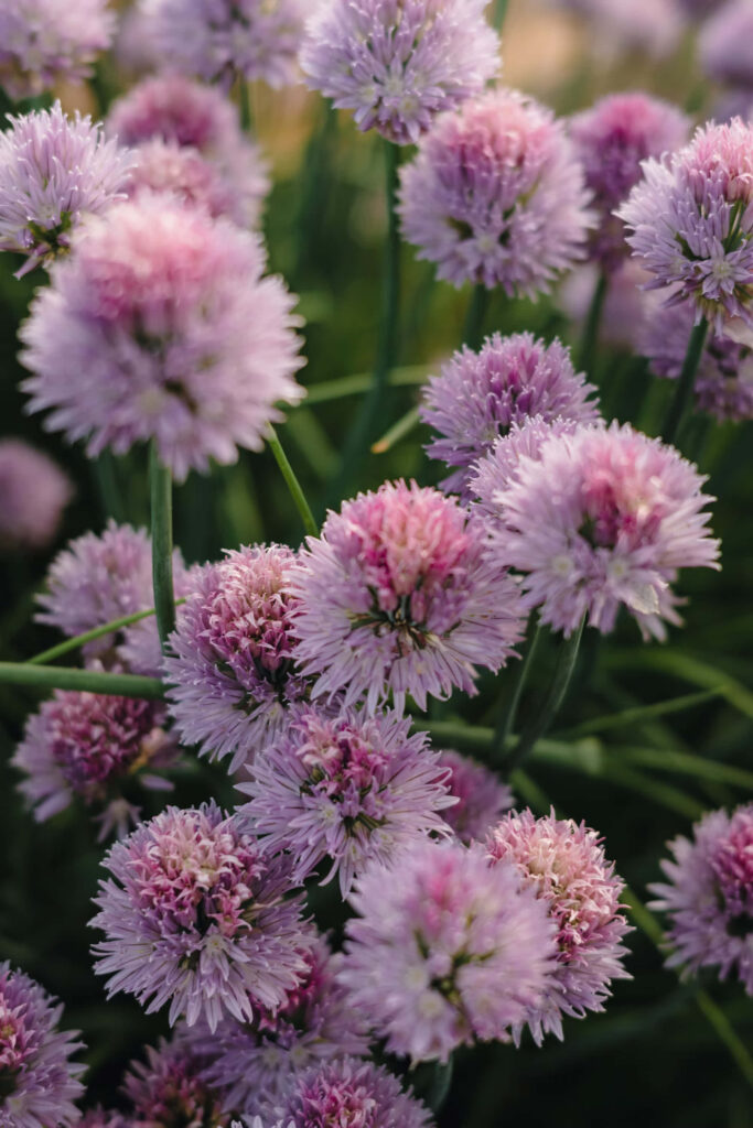 Vibrant Pink Perennial Flowers: Stunning Wallpaper Background