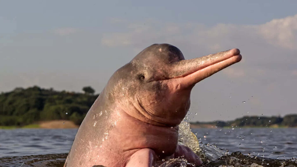 Elegant Pink River Dolphin Wallpaper with Serene Nature Background