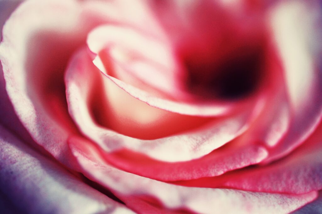 Macro Rose Close-Up: Soft Pink Petals for Stunning Wallpaper Background