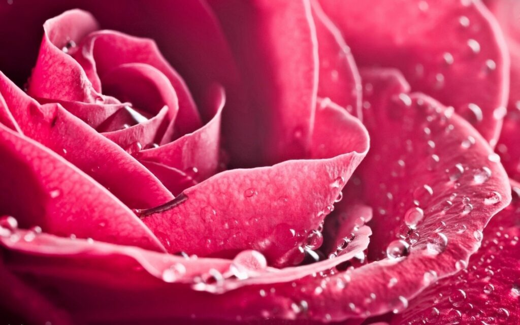 Stunning Pink Rose Macro Wallpaper: Delicate Petals & Water Droplets