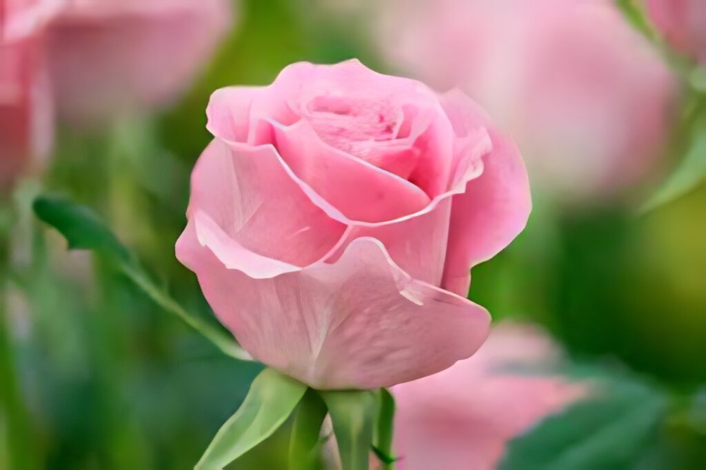 Stunning Close-Up of Pink Rose Blossom on Soft Green Background Wallpaper