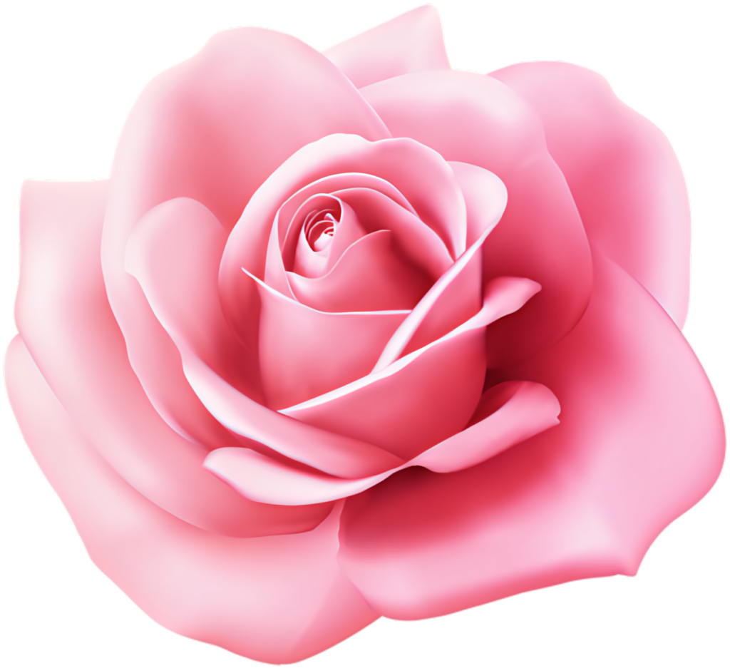Stunning Pink Rose Wallpaper: Detailed Floral Background Image
