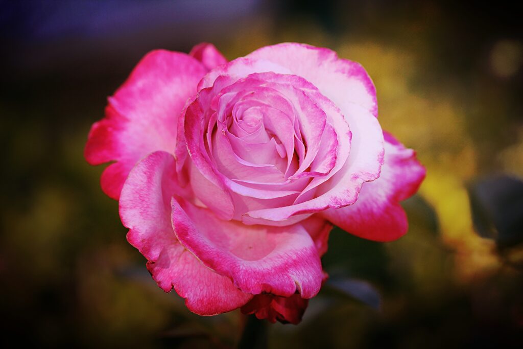Macro Close-Up of a Pink Rose: Detailed Petals and Textures Wallpaper