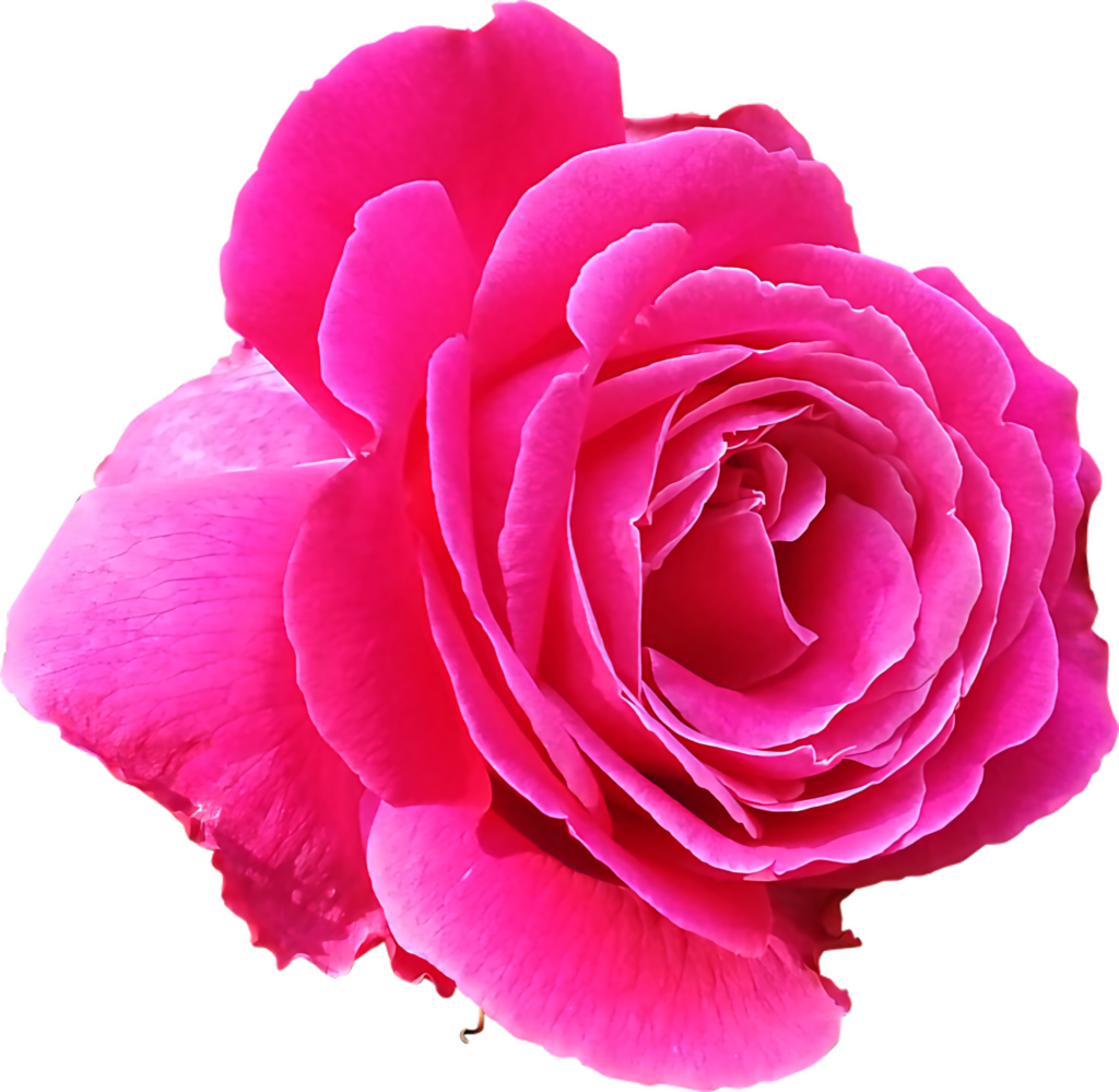 Vibrant Pink Rose Isolated on Transparent Background - Petal Details Wallpaper