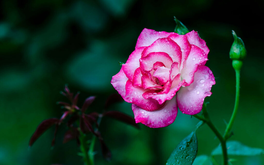 Stunning Pink Rose Close-Up with Water Droplets | Vibrant Floral Background Wallpaper