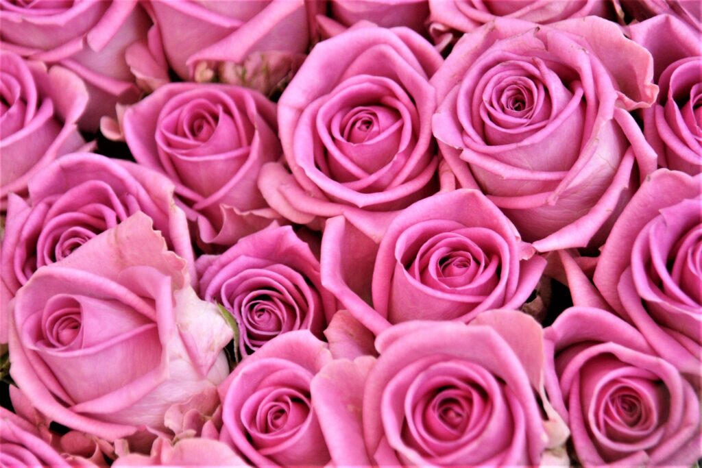 Stunning Pink Roses Wallpaper: Delicate Beauty in Full Bloom