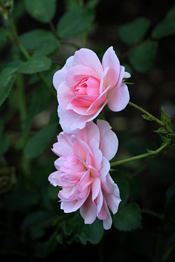 Soft Pink Roses Wallpaper - Delicate Floral Background Design