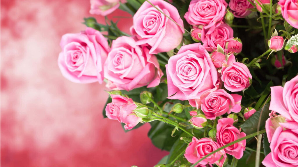 Vibrant Pink Roses Wallpaper: Elegant Floral Display Background