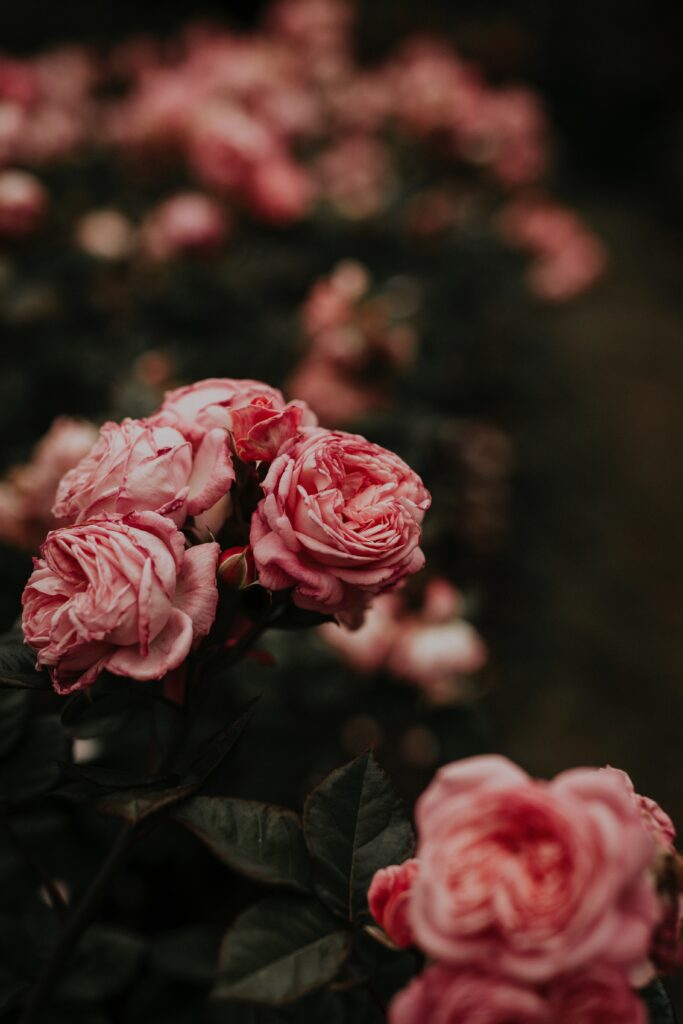 Lush Pink Roses Wallpaper: Vibrant Floral Elegance for Your Space