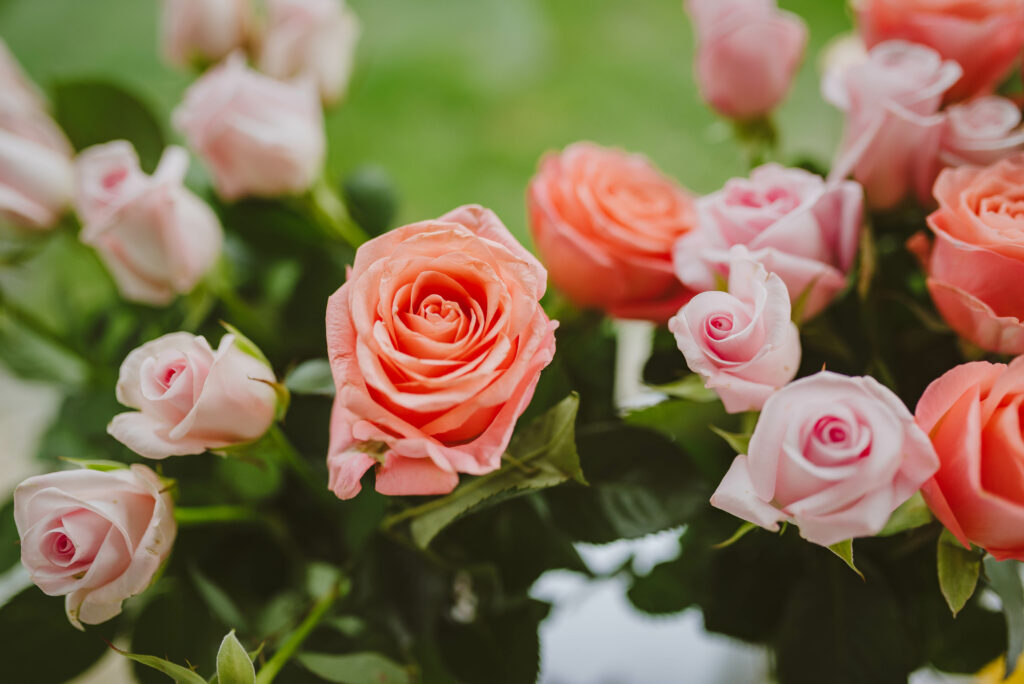 Serene Pink Roses Wallpaper: Blooming Floral Elegance Background