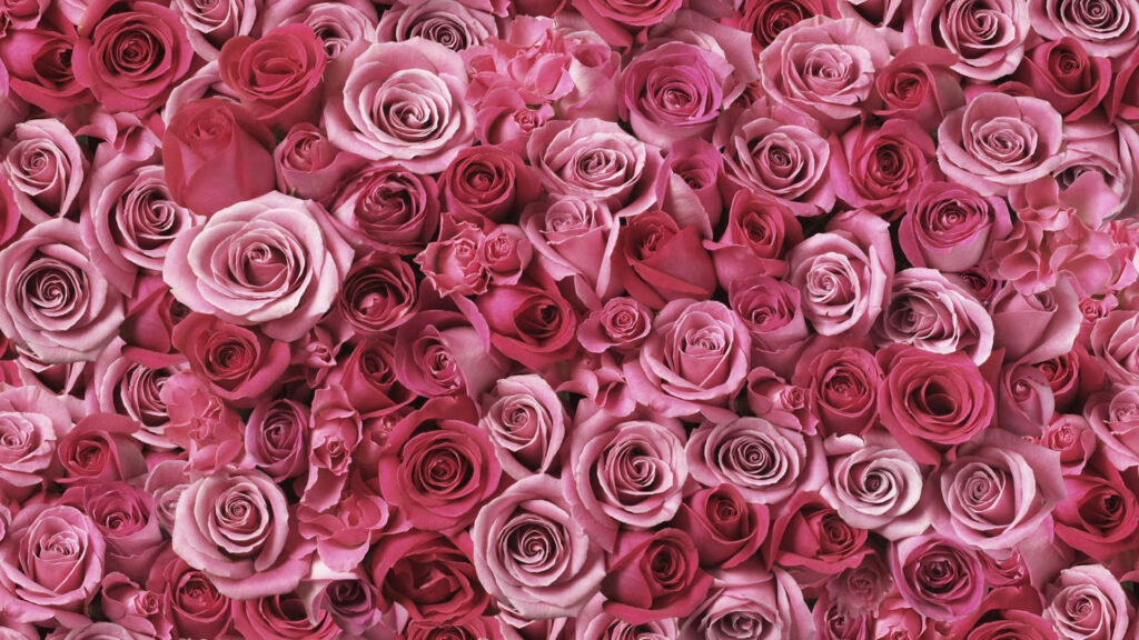 Vivid Pink Roses Wallpaper: Elegant Floral Tapestry for Any Space