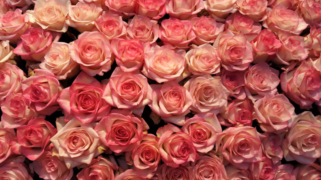 Stunning Pink Roses Wallpaper - Elegant Floral Background 1440p