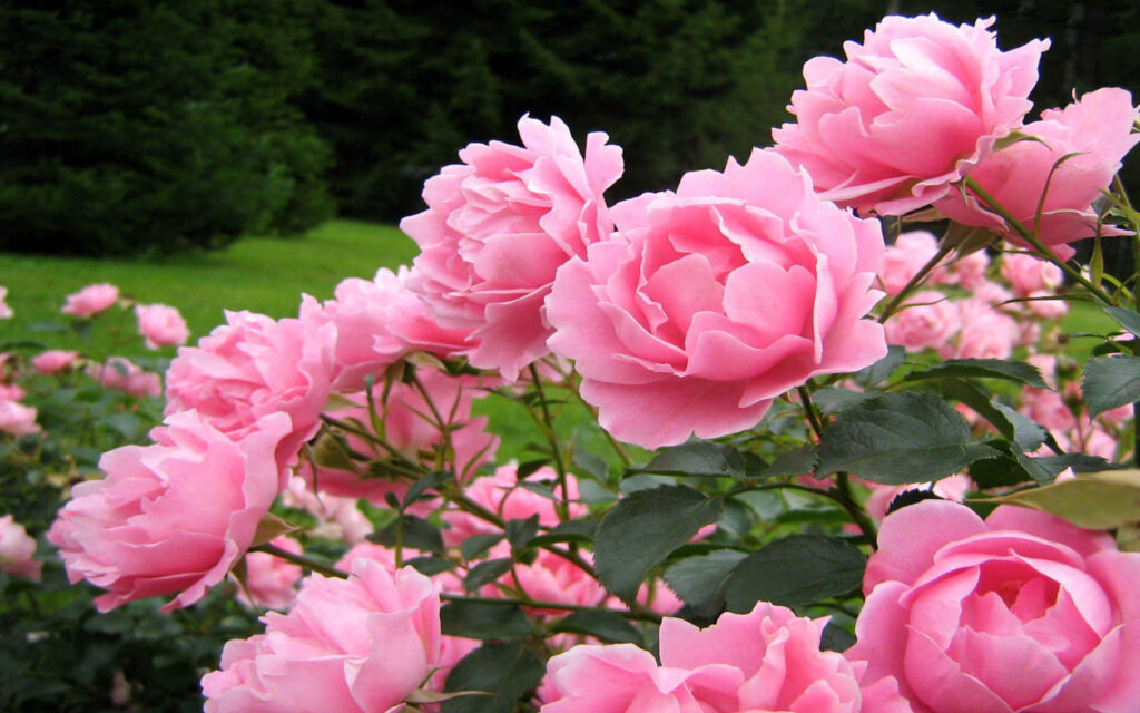Vibrant Pink Roses Wallpaper: Tranquil Garden Background