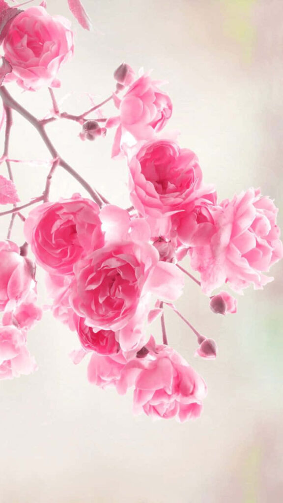 Blooming Beauty: Pink Roses on a Soft Light Background Wallpaper