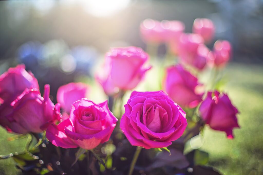 Pink Roses Wallpaper: Dreamy Bloom in Soft Natural Light